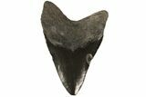 Fossil Megalodon Tooth - Georgia #80053-2